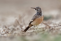 Skrivan dudkovity - Alaemon alaudipes - Greater Hoopoe-Lark o0050